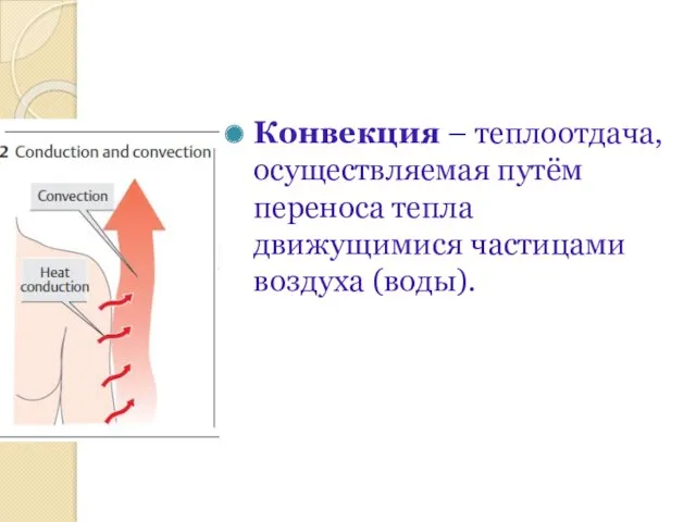 Конвекция – теплоотдача, осуществляемая путём переноса тепла движущимися частицами воздуха (воды).