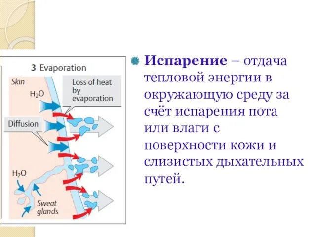 Испарение – отдача тепловой энергии в окружающую среду за счёт