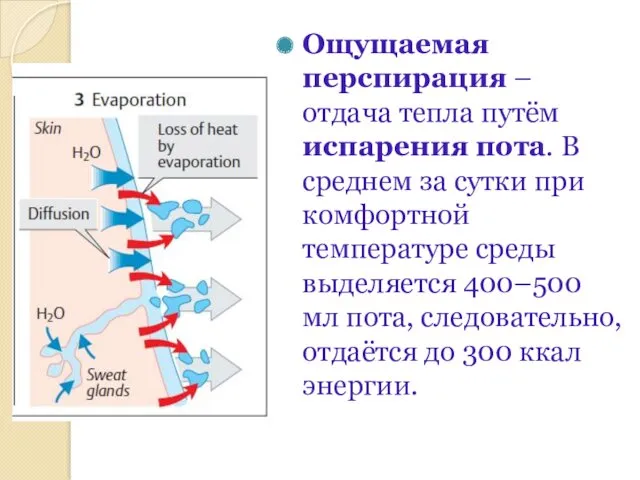 Ощущаемая перспирация – отдача тепла путём испарения пота. В среднем