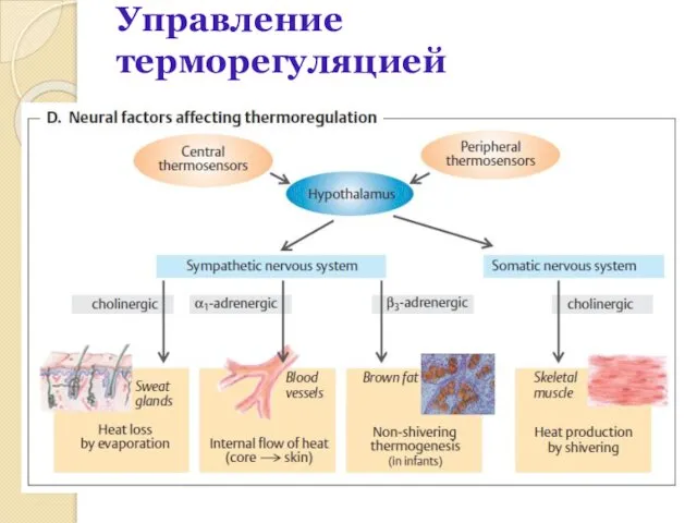 Управление терморегуляцией