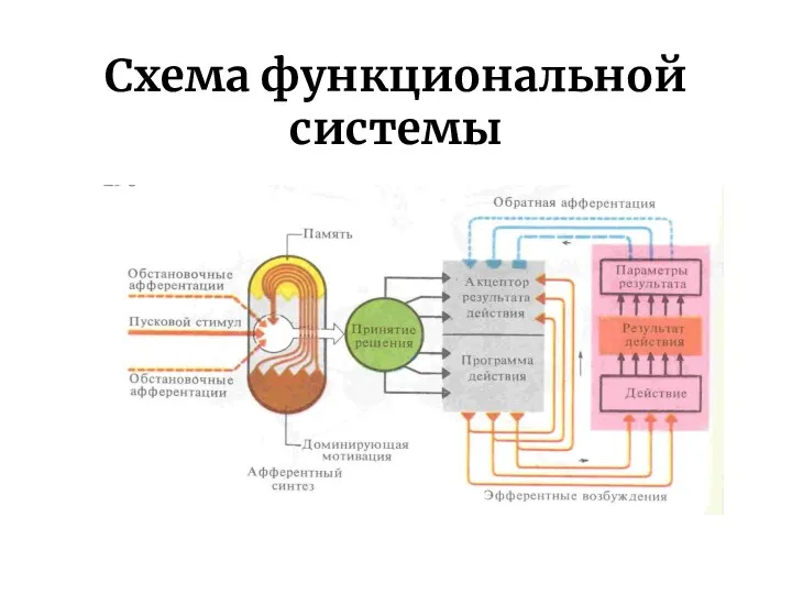 Схема функциональной системы