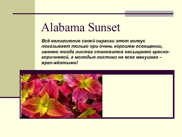Alabama Sunset Всё великолепие своей окраски этот колеус показывает только