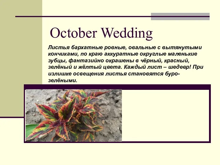 October Wedding Листья бархатные ровные, овальные с вытянутыми кончиками, по