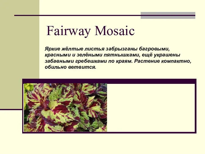 Fairway Mosaic Яркие жёлтые листья забрызганы багровыми, красными и зелёными