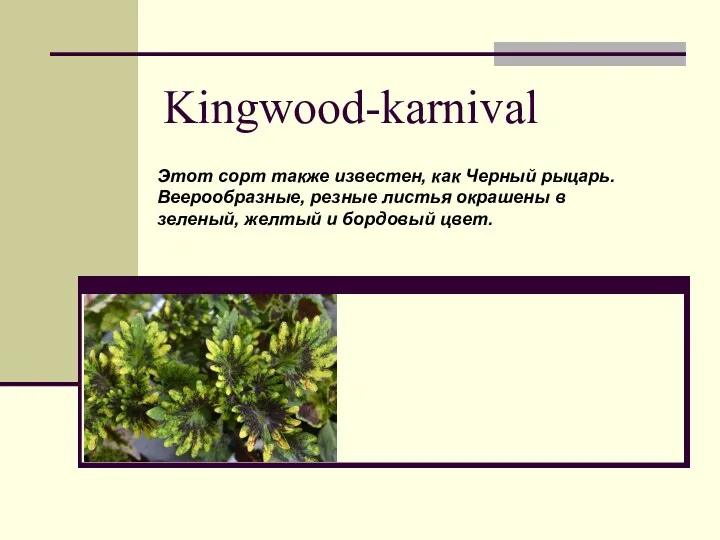 Kingwood-karnival Этот сорт также известен, как Черный рыцарь. Веерообразные, резные