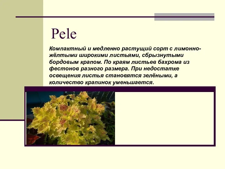 Pele Компактный и медленно растущий сорт с лимонно-жёлтыми широкими листьями,