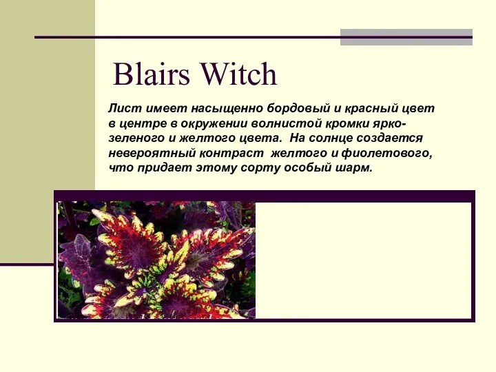 Blairs Witch Лист имеет насыщенно бордовый и красный цвет в