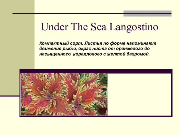 Under The Sea Langostino Компактный сорт. Листья по форме напоминают