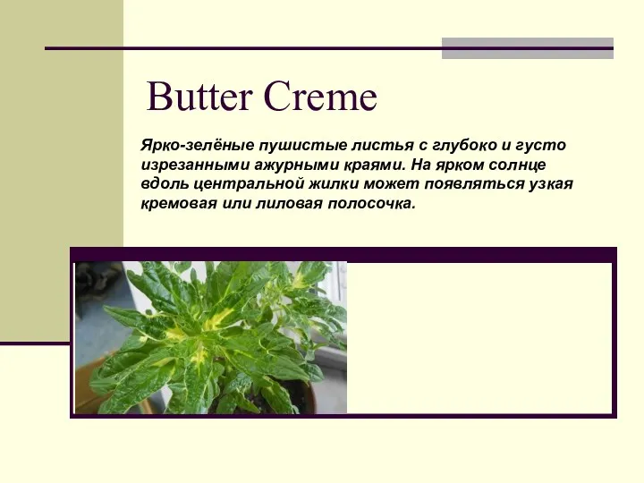 Butter Creme Ярко-зелёные пушистые листья с глубоко и густо изрезанными