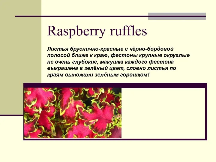 Raspberry ruffles Листья бруснично-красные с чёрно-бордовой полосой ближе к краю,