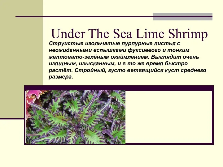 Under The Sea Lime Shrimp Струистые игольчатые пурпурные листья с