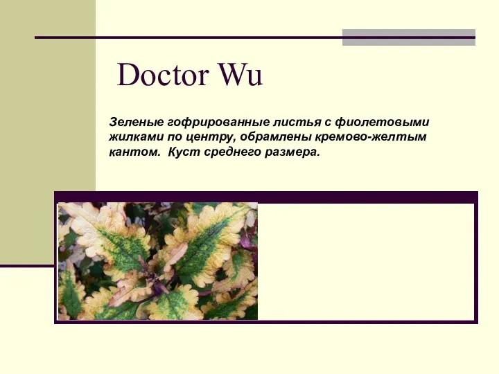 Doctor Wu Зеленые гофрированные листья с фиолетовыми жилками по центру, обрамлены кремово-желтым кантом. Куст среднего размера.