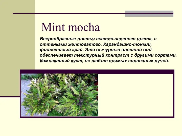 Mint mocha Веерообразные листья светло-зеленого цвета, с оттенками желтоватого. Карандашно-тонкий,