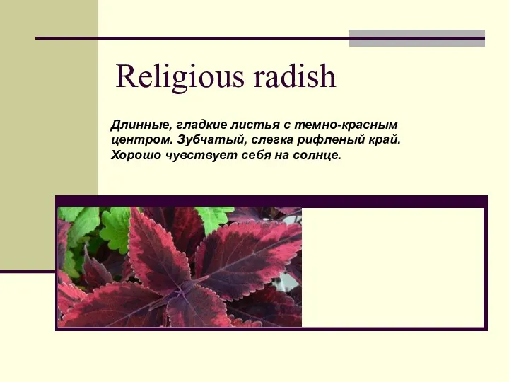 Religious radish Длинные, гладкие листья с темно-красным центром. Зубчатый, слегка
