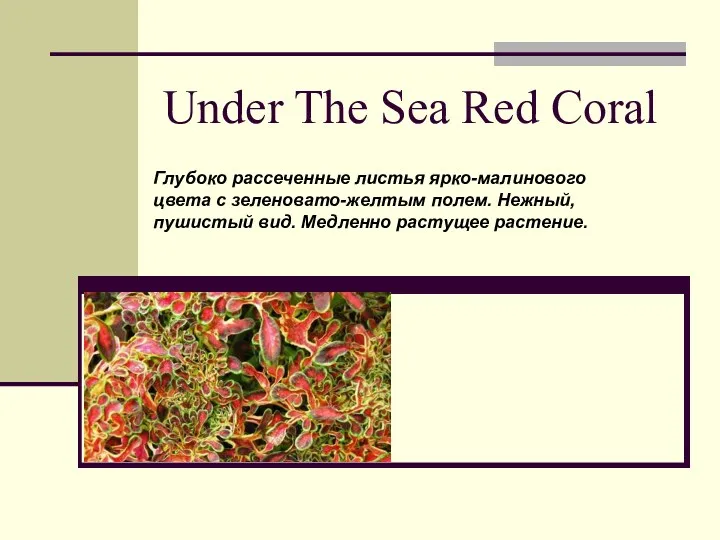 Under The Sea Red Coral Глубоко рассеченные листья ярко-малинового цвета