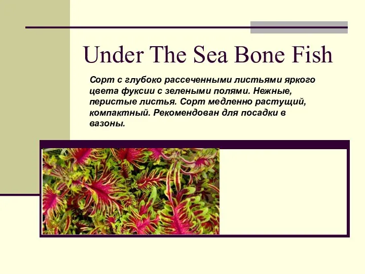 Under The Sea Bone Fish Сорт с глубоко рассеченными листьями