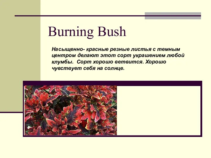 Burning Bush Насыщенно- красные резные листья с темным центром делают