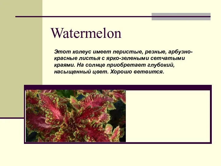 Watermelon Этот колеус имеет перистые, резные, арбузно- красные листья с