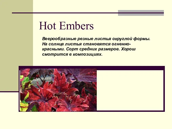 Hot Embers Веерообразные резные листья округлой формы. На солнце листья