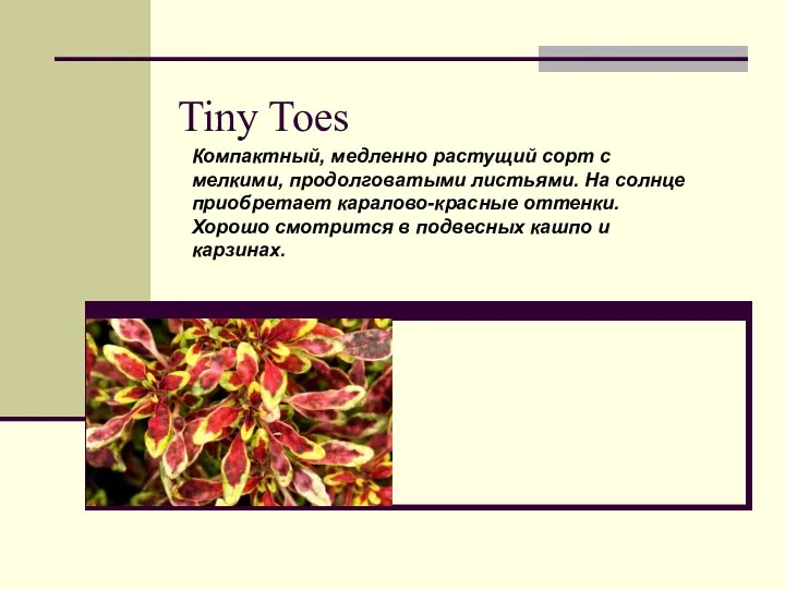 Tiny Toes Компактный, медленно растущий сорт с мелкими, продолговатыми листьями.