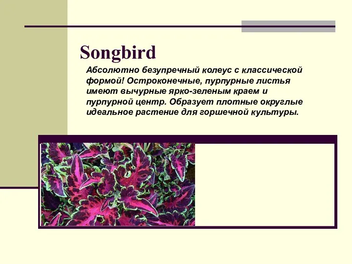 Songbird Абсолютно безупречный колеус с классической формой! Остроконечные, пурпурные листья