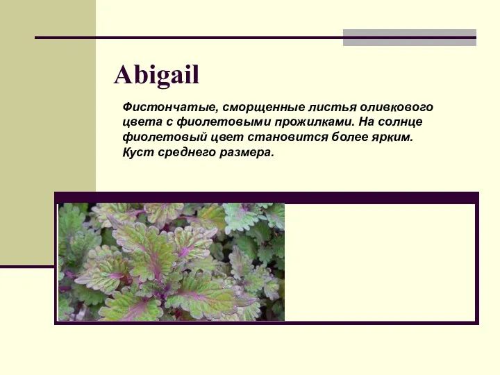 Abigail Фистончатые, сморщенные листья оливкового цвета с фиолетовыми прожилками. На