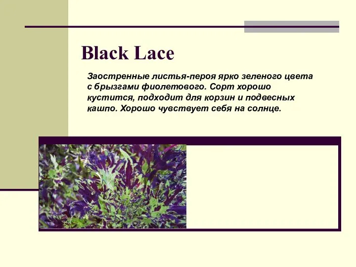 Black Lace Заостренные листья-пероя ярко зеленого цвета с брызгами фиолетового.