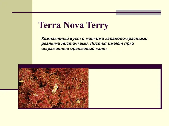 Terra Nova Terry Компактный куст с мелкими каралово-красными резными листочками. Листья имеют ярко выраженный оранжевый кант.