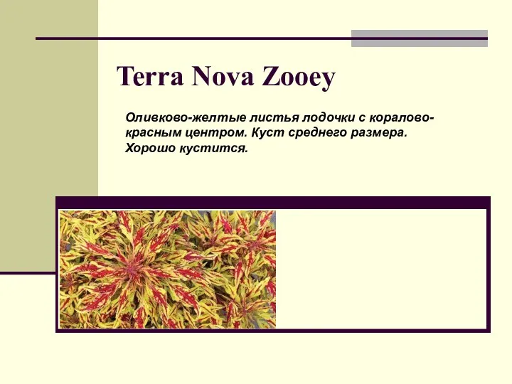 Terra Nova Zooey Оливково-желтые листья лодочки с коралово-красным центром. Куст среднего размера. Хорошо кустится.