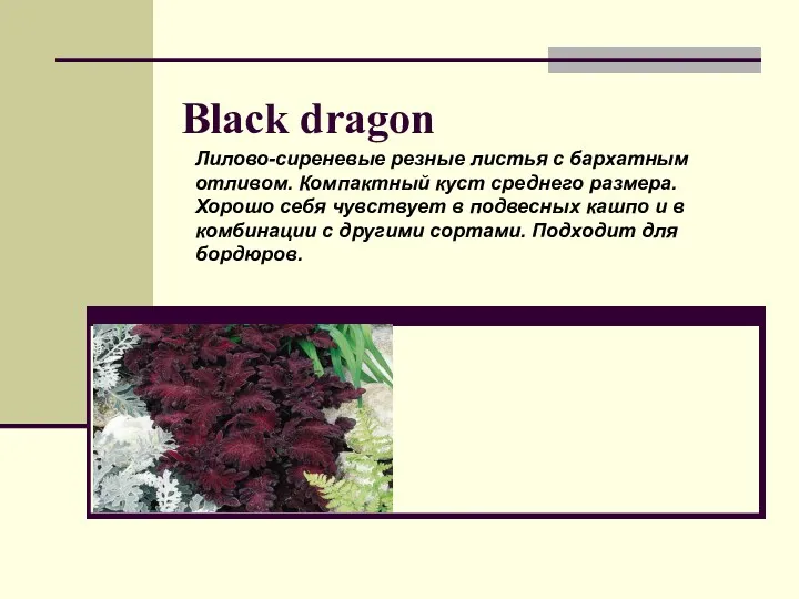 Black dragon Лилово-сиреневые резные листья с бархатным отливом. Компактный куст