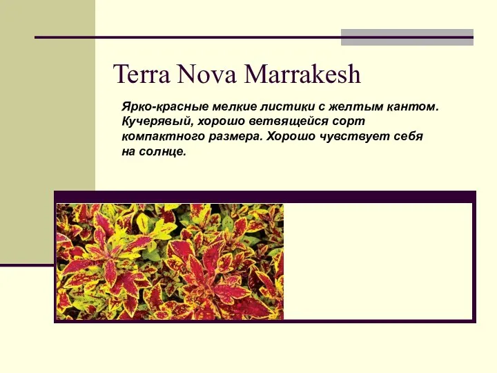 Terra Nova Marrakesh Ярко-красные мелкие листики с желтым кантом. Кучерявый,
