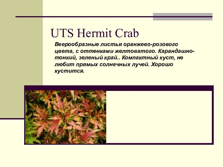 UTS Hermit Crab Веерообразные листья оранжево-розового цвета, с оттенками желтоватого.
