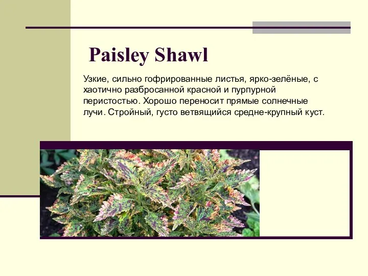 Paisley Shawl Узкие, сильно гофрированные листья, ярко-зелёные, с хаотично разбросанной