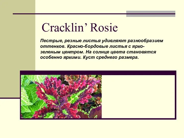 Cracklin’ Rosie Пестрые, резные листья удивляют разнообразием оттенков. Красно-бордовые листья