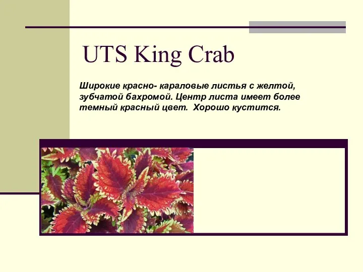 UTS King Crab Широкие красно- караловые листья с желтой, зубчатой