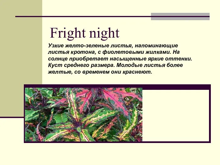 Fright night Узкие желто-зеленые листья, напоминающие листья кротона, с фиолетовыми