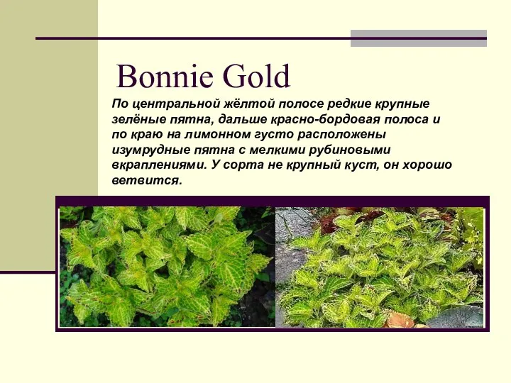 Bonnie Gold По центральной жёлтой полосе редкие крупные зелёные пятна,