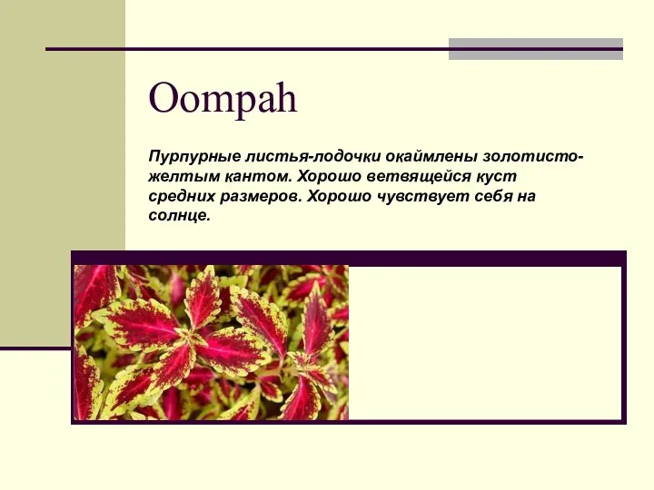 Oompah Пурпурные листья-лодочки окаймлены золотисто- желтым кантом. Хорошо ветвящейся куст