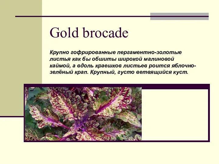 Gold brocade Крупно гофрированные пергаментно-золотые листья как бы обшиты широкой