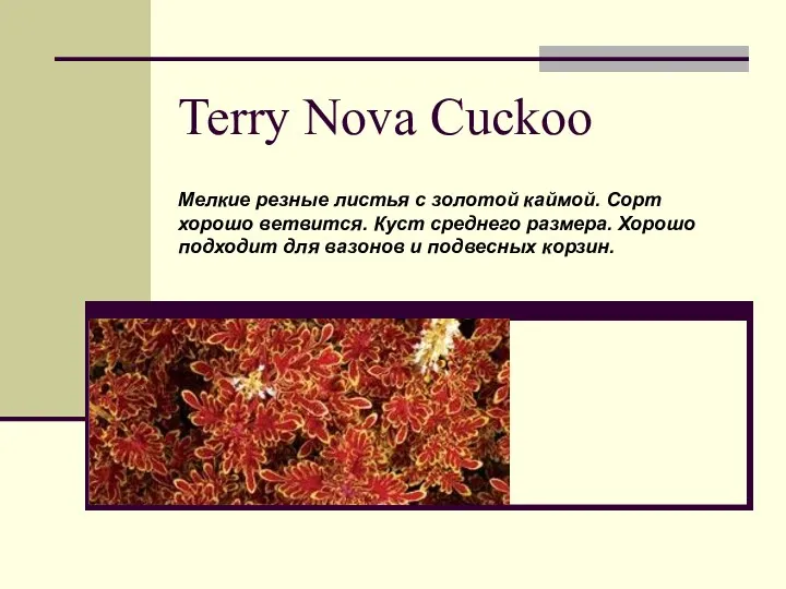 Terry Nova Cuckoo Мелкие резные листья с золотой каймой. Сорт