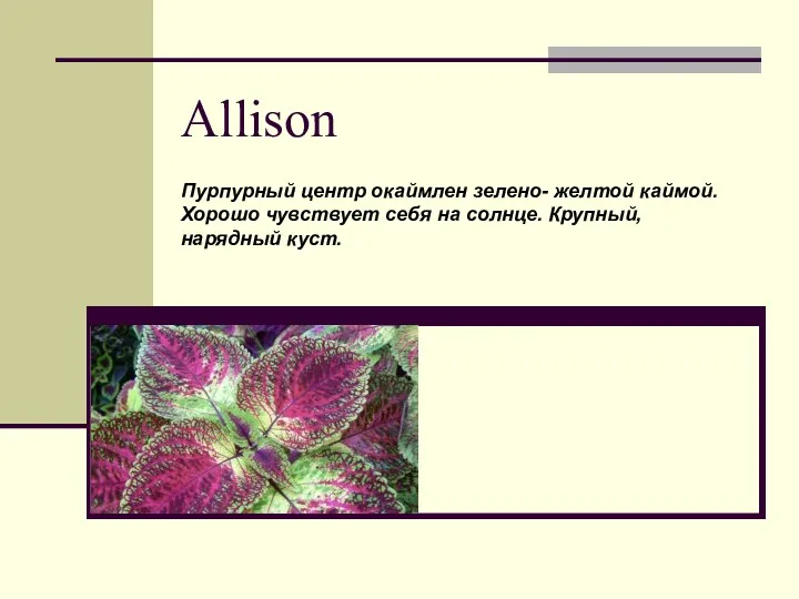 Allison Пурпурный центр окаймлен зелено- желтой каймой. Хорошо чувствует себя на солнце. Крупный, нарядный куст.