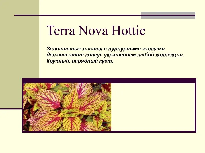Terra Nova Hottie Золотистые листья с пурпурными жилками делают этот