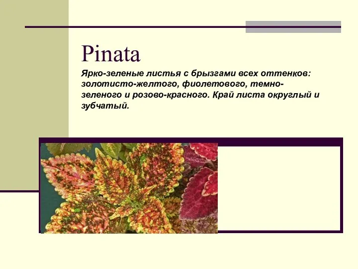Pinata Ярко-зеленые листья с брызгами всех оттенков: золотисто-желтого, фиолетового, темно-зеленого