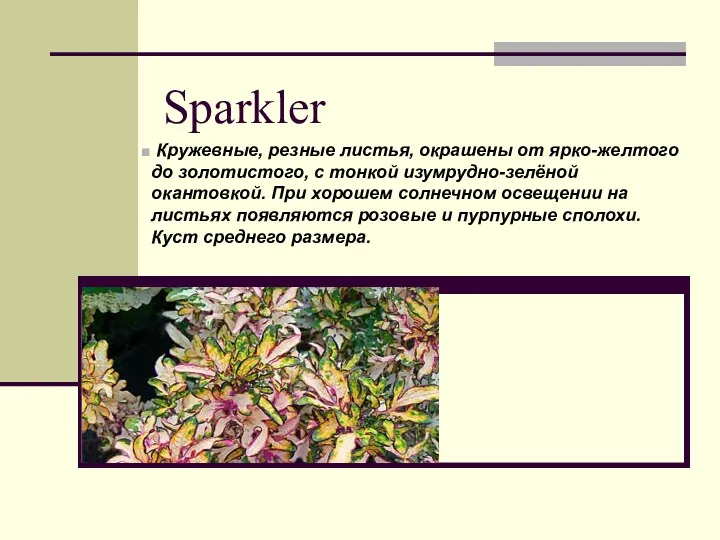 Sparkler Кружевные, резные листья, окрашены от ярко-желтого до золотистого, с