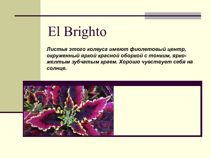 El Brighto Листья этого колеуса имеют фиолетовый центр, окруженный яркой