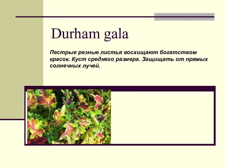 Durham gala Пестрые резные листья восхищают богатством красок. Куст среднего размера. Защищать от прямых солнечных лучей.