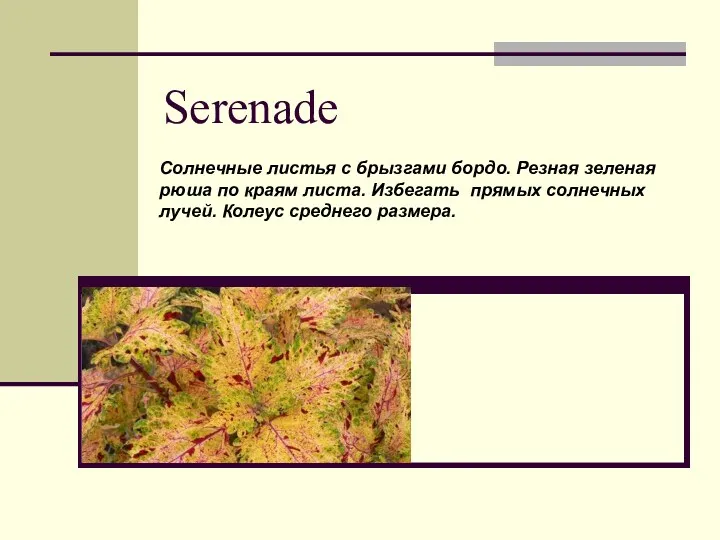 Serenade Солнечные листья с брызгами бордо. Резная зеленая рюша по