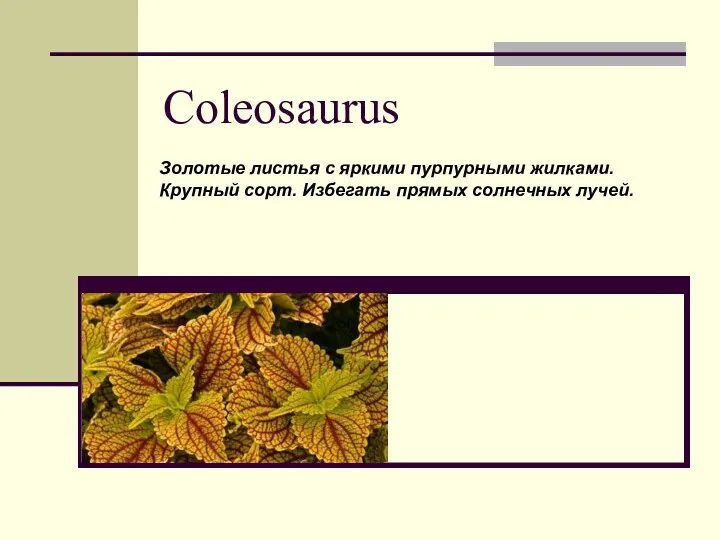 Coleosaurus Золотые листья с яркими пурпурными жилками. Крупный сорт. Избегать прямых солнечных лучей.