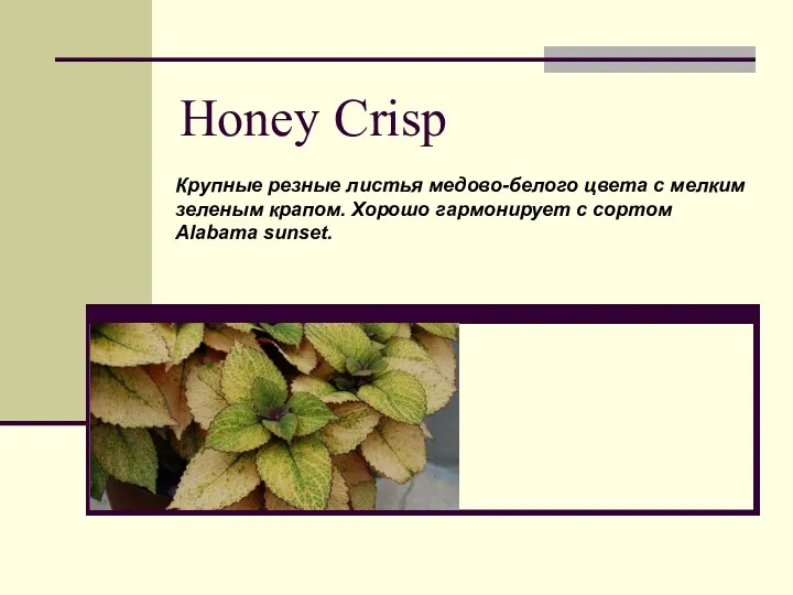Honey Crisp Крупные резные листья медово-белого цвета с мелким зеленым