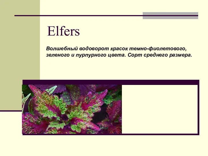 Elfers Волшебный водоворот красок темно-фиолетового, зеленого и пурпурного цвета. Сорт среднего размера.